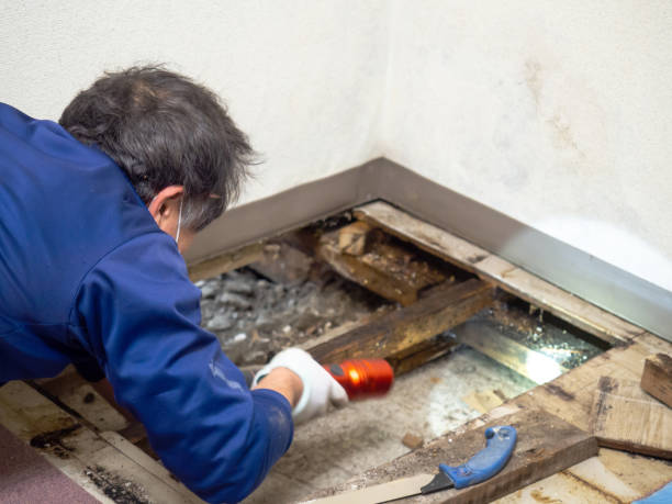 Mold Removal and Inspection in Glen Ellen, CA