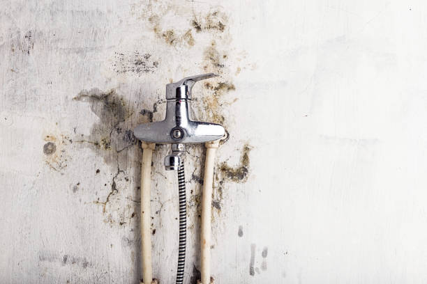 Best Mold Testing and Removal  in Glen Ellen, CA