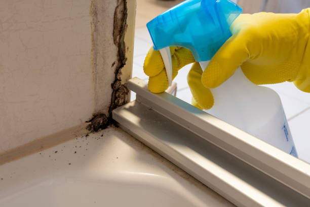 Mold Testing and Removal in Glen Ellen, CA
