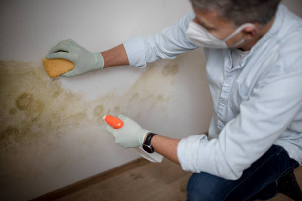 Best Mold Damage Repair  in Glen Ellen, CA