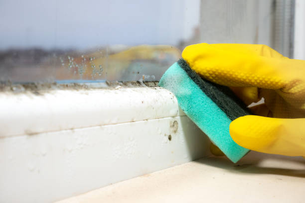Best Professional Mold Removal  in Glen Ellen, CA