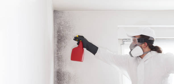 Best Black Mold Removal  in Glen Ellen, CA