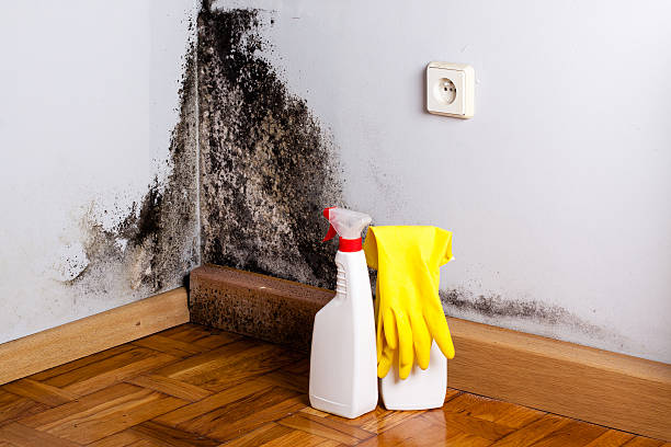Mold Testing and Removal in Glen Ellen, CA