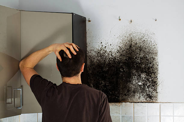 Best Mold Remediation Experts  in Glen Ellen, CA