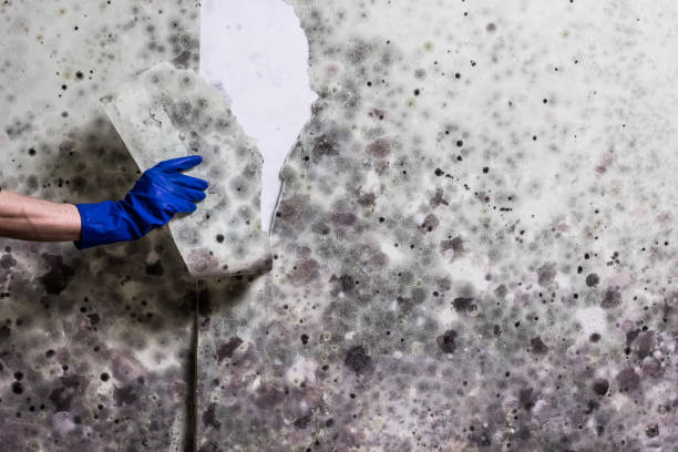 Best Mold Removal Near Me  in Glen Ellen, CA
