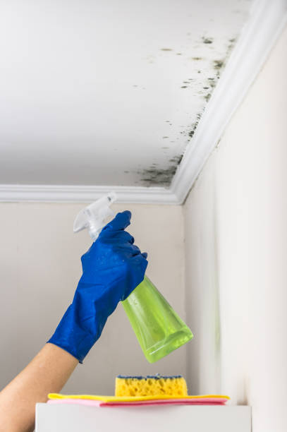 Best Mold Removal and Inspection  in Glen Ellen, CA